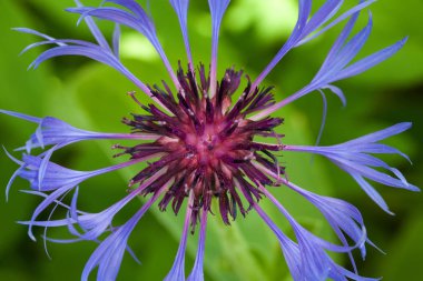 mavi dağ Peygamber Çiçeği detay