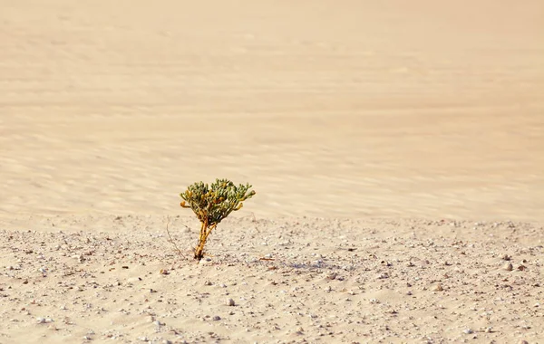 Única Planta Deserto — Fotografia de Stock