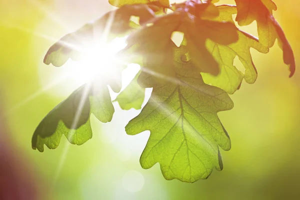 Oak Leaves Spring Sunshine — Stock Photo, Image