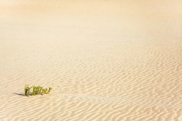 Única Planta Deserto — Fotografia de Stock