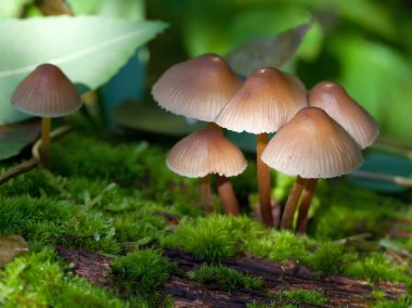 Ormanda küçük mantarlar