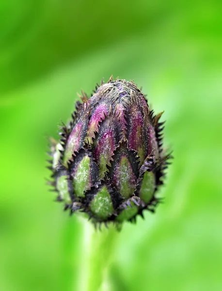 Detalhe Cornflower Montanha Roxa — Fotografia de Stock