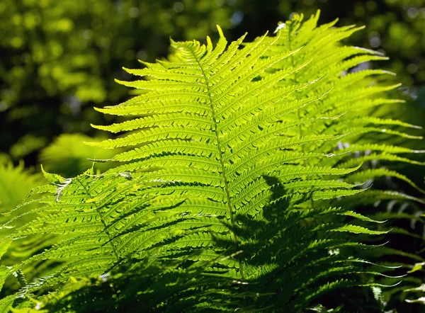 Čerstvé Zelené Kapradí Listy — Stock fotografie
