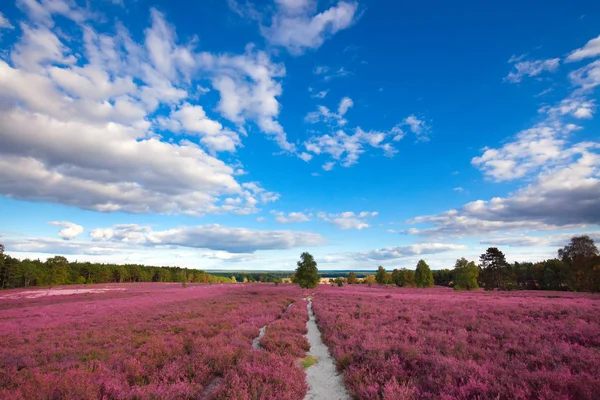 Rosafarbene Heidelandschaft Mit Blauem Himmel — Stockfoto