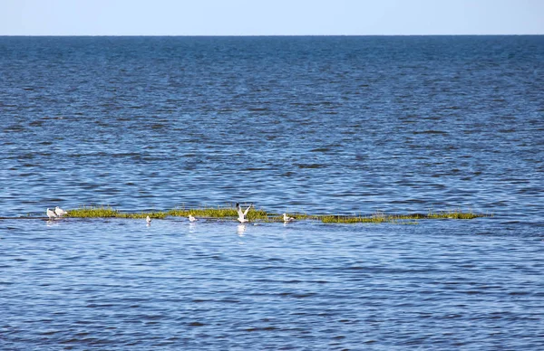 Голубой Океанской Воды Чайки — стоковое фото