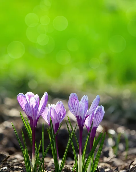 Fioletowy Krokus Kwiat Okresie Wiosennym — Zdjęcie stockowe
