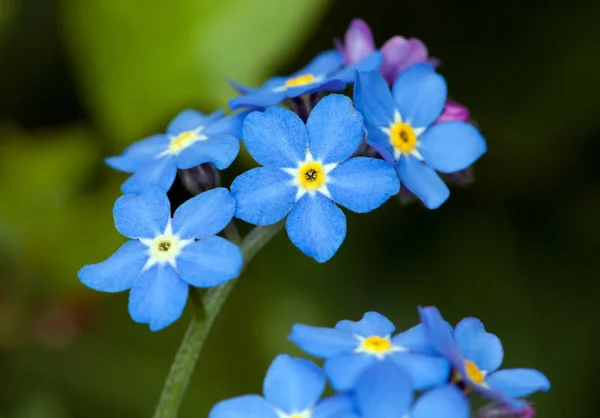 Vicino Dimenticarmi Non Fiore — Foto Stock