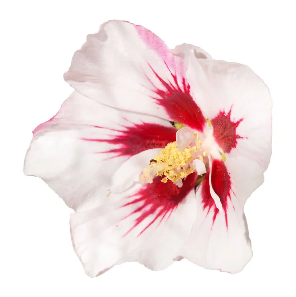 Närbild Hibiscus Blomma — Stockfoto