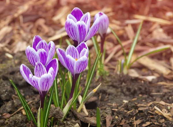 Lila Crocus Virágok Tavasszal — Stock Fotó