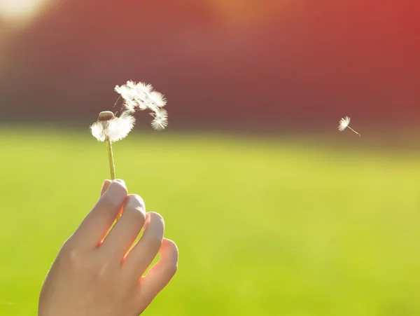 Vrouw Met Paardebloem Haar Hand — Stockfoto