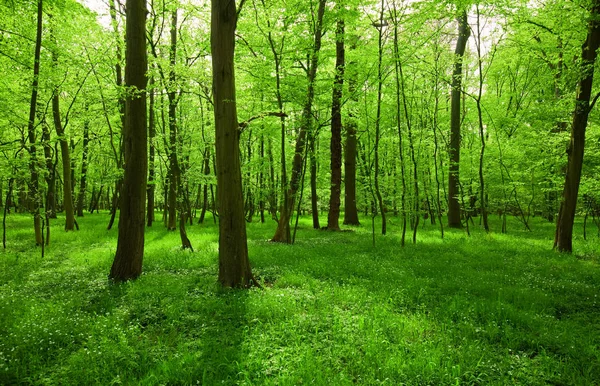 Frühling Waldlandschaft Mit Windblume — Stockfoto