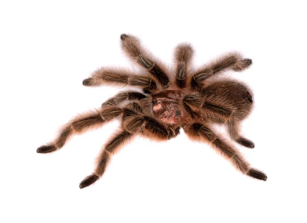 Detailní Záběr Chilské Růžové Vlasy Tarantule — Stock fotografie