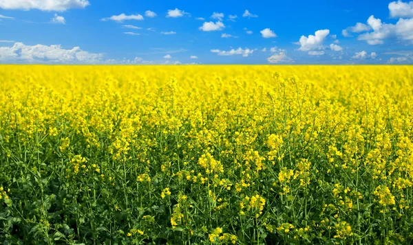 春に黄色いレイプ種子フィールド — ストック写真