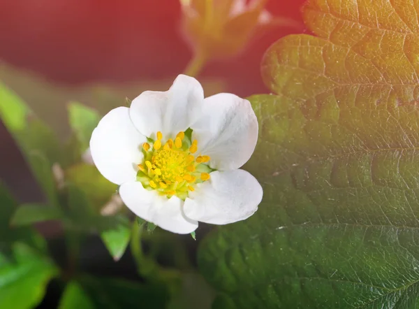 Gros Plan Une Fleur Fraise — Photo