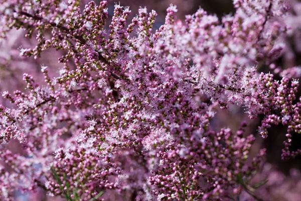Różowy Tamarix Drzewo Kwitnące Wiosną — Zdjęcie stockowe