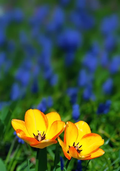 Gelbe Tulpen Einem Bunten Garten — Stockfoto