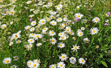 çayır çiçek açan oxeye papatya çiçekler ile