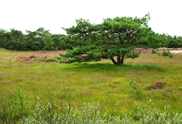 Heidekraut Und Grüne Graslandschaft — Stockfoto