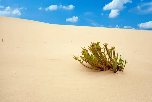 Písečné Duny Corralejo Ostrově Fuerteventura — Stock fotografie