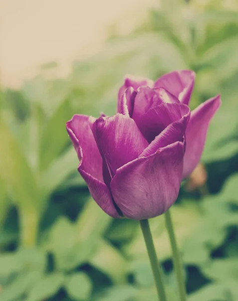Kwiat Fioletowy Tulipany Stylu Vintage — Zdjęcie stockowe