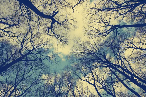 Silhouette Von Blattlosen Bäumen Gegen Den Himmel — Stockfoto