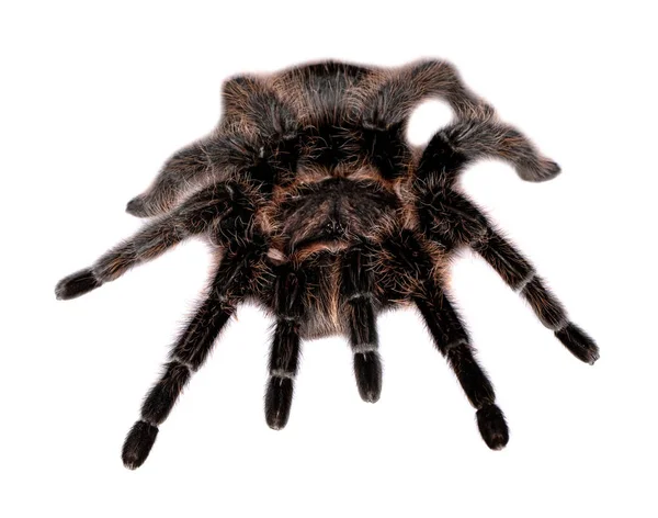 Close Lasiodora Parahybana — Stock Photo, Image