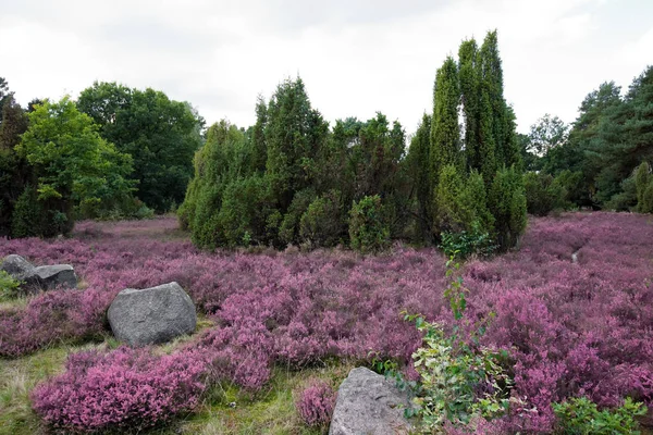 粉红色的石南花风景 在一片森林 — 图库照片