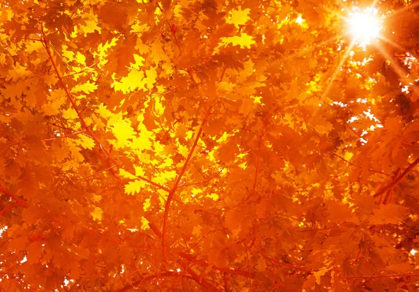 Slunce Svítí Skrz Větve Stromů — Stock fotografie