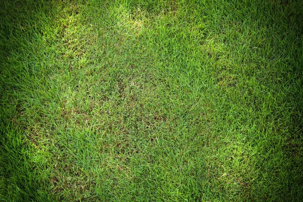 Green Grass Natural Background Texture — Stock Photo, Image