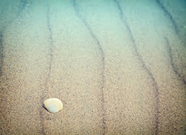 yaz plaj arka plan ile deniz kabuğu kum üzerinde