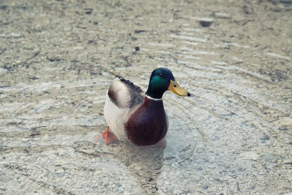 Male Mallard Duck Crystal Water — Stock Photo, Image