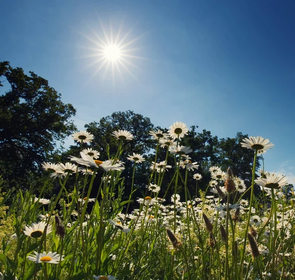 Prästkrage Morgonsolen — Stockfoto