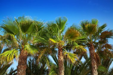 Mavi gökyüzüne karşı palmiye ağaçları