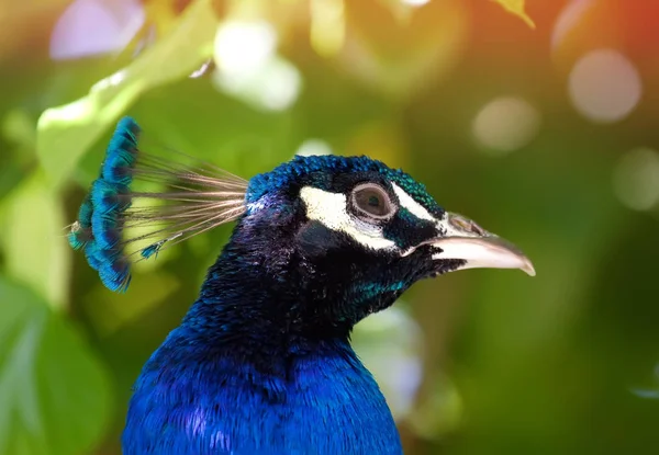 Närbild Porträtt Påfågel — Stockfoto