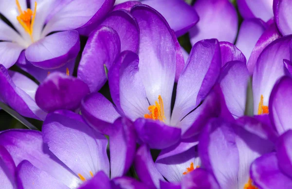 Paarse Crocus Bloemen Lentetijd — Stockfoto