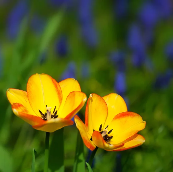 Žluté Tulipány Barevné Zahradě — Stock fotografie