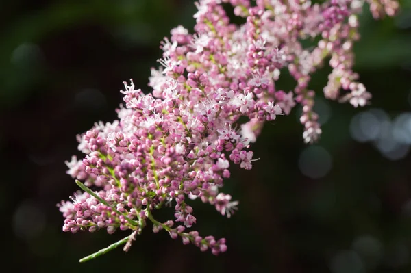 Ramos Tamarisk Árvore — Fotografia de Stock