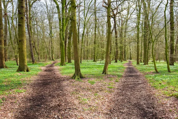 Weg Teilt Sich Wald Mit Zwei Möglichkeiten — Stockfoto