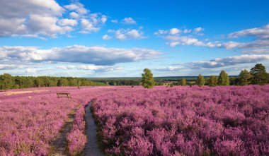 pembe heather manzara mavi gökyüzü ile