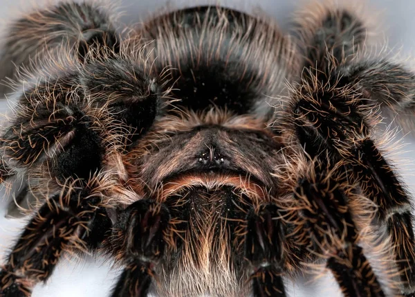 Gros Plan Une Lasiodora Parahybana — Photo