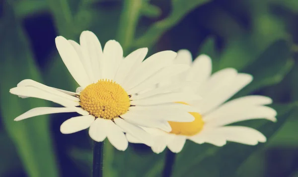 Kwitnące Kwiaty Daisy Ślazy Stylu Vintage — Zdjęcie stockowe