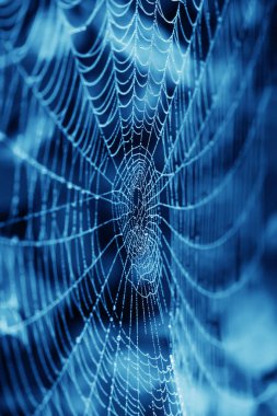 Su damlalı örümcek ağı