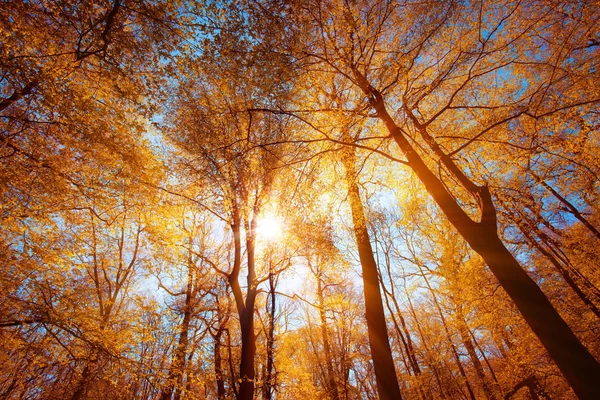 Ο ήλιος λάμπει μέσα από κλαδιά δέντρων — Φωτογραφία Αρχείου