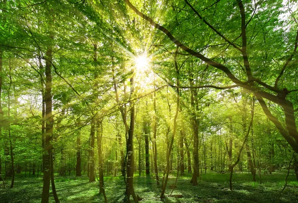 Sol brillando a través de ramas de árboles —  Fotos de Stock