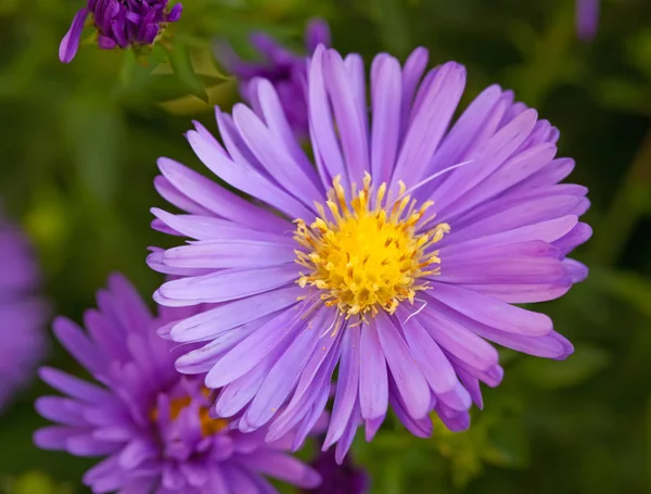 Fiori di astice — Foto Stock