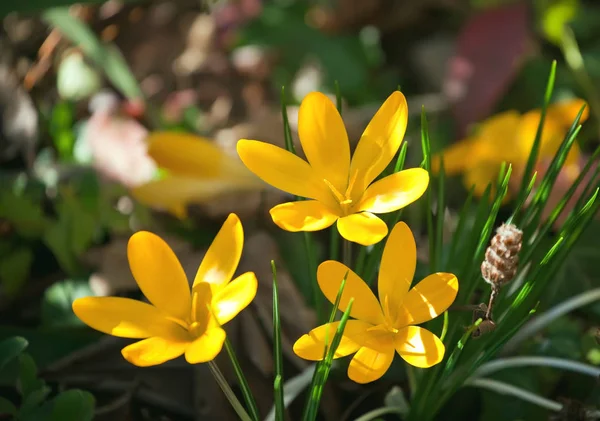 Våren krokus — Stockfoto