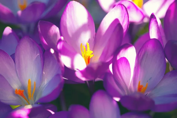 Crochi viola — Foto Stock