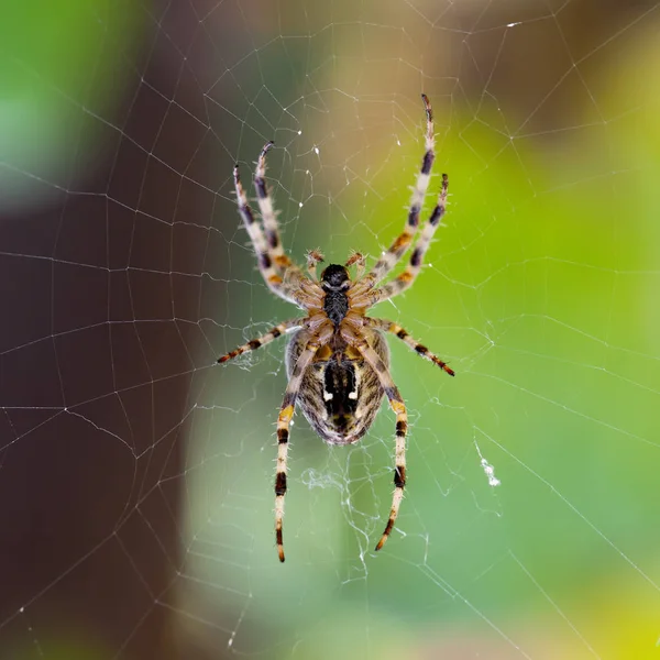 Kereszt pók — Stock Fotó