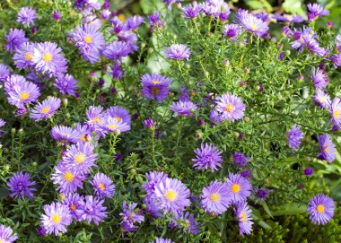 Aster çiçekler