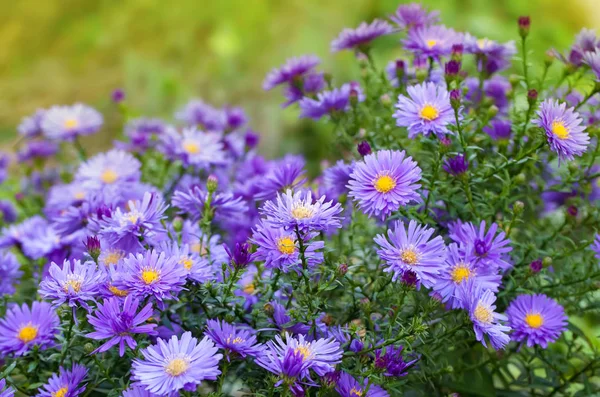 Flores de galo — Fotografia de Stock